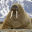Dusty Walrus