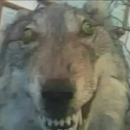 волк с лузстрик