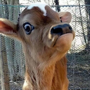 牛鼻子趾高气昂