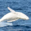 White_whale