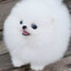 pomeranianpupp001