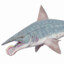 Helicoprion bessonowi