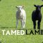 tamedlamb