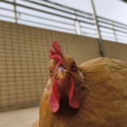 压力我就跟你爆了