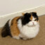 meowmeowsexykitty