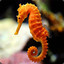 MagicalSeaHorse