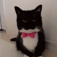 кот с бантом