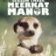 Meerkat