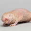 MoleRat