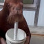 Sgt. Chubby Chaser
