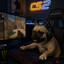Steam avatar