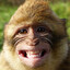 monkey