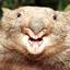 A random wombat