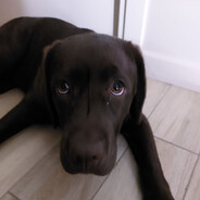 Собака Олива