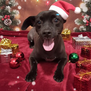 Cemetery Gates xpress