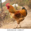 massivecock.com