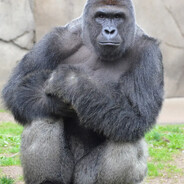 MsUHarambe