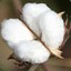 Unprocessed Raw Cotton