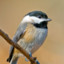 Carolina Chickadee