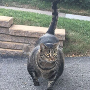 big meow (^._.^)