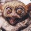 Furious Tarsier