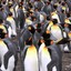 A flock of Penguins