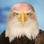 FULLY Bald Eagle