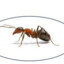 aa