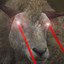 Sheepwillkillya