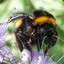 Bombus