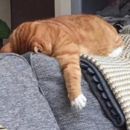 杀我别用狒狒刀