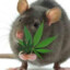 SkunK_Rattoo