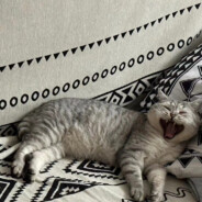 粘人小粥 固定赢对