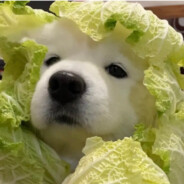 我的牛zi会发光