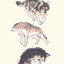 wolfgirlie