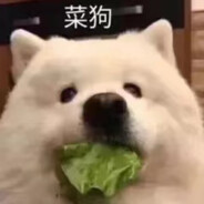 点点是只萨摩耶呀