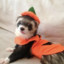 ferret in a pumpkin