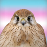 AceOfKestrels avatar