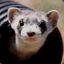 Tai Ferret