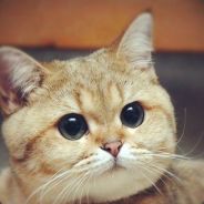 blackwind - steam id 76561197960390923