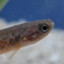 Killifish