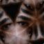 darthdread