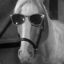 Mister Ed