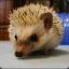 igel