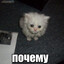 блатной принц