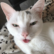Kuzya