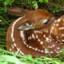 Soggy Deer Failure