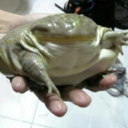 TNT最强狙击手马嘉祺