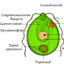 ПростейщееProtista