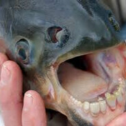 𝐓𝐃𝐓么 PACU